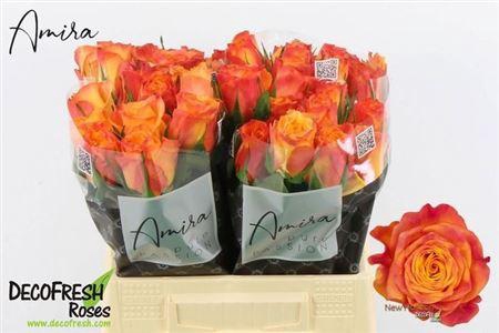 <h4>R Gr New Horizon</h4>