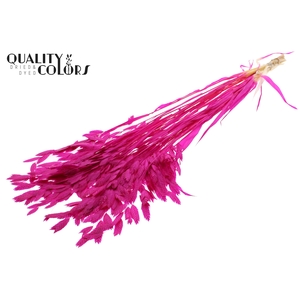 Chasmantium Preserved per bunch Bleached Lilac