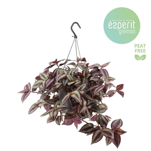 Tradescantia Zebrina Violet hangpot