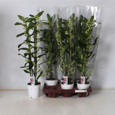 <h4>Dendr N Sc Apollon 2 Branches</h4>