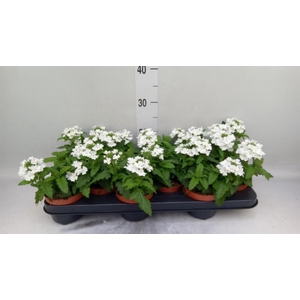 Verbena  'Aztec White Magic'