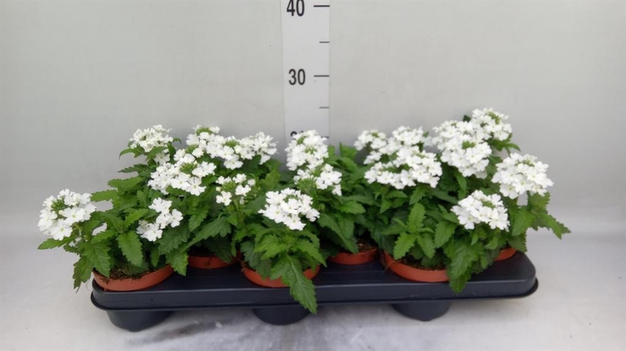 <h4>Verbena  'Aztec White Magic'</h4>