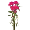 CELOSIA ROSE CHIEF 070 CM ROSA