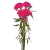 CELOSIA ROSE CHIEF 060 CM ROSA