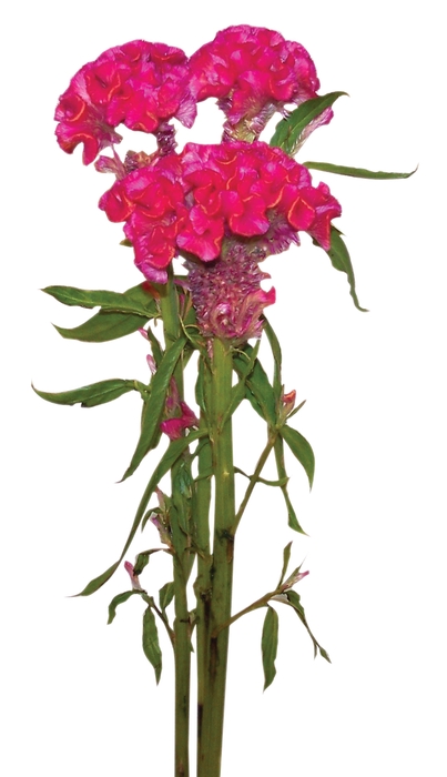 CELOSIA ROSE CHIEF 070 CM ROSA
