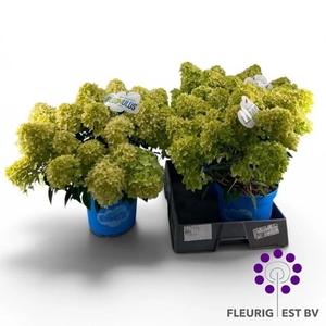 HYDR PA BLOOM NIMBUS