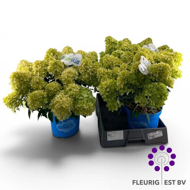<h4>HYDR PA BLOOM NIMBUS</h4>