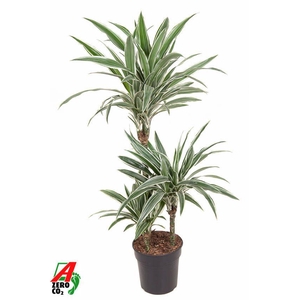 Dracaena White Stripe 60-30-15