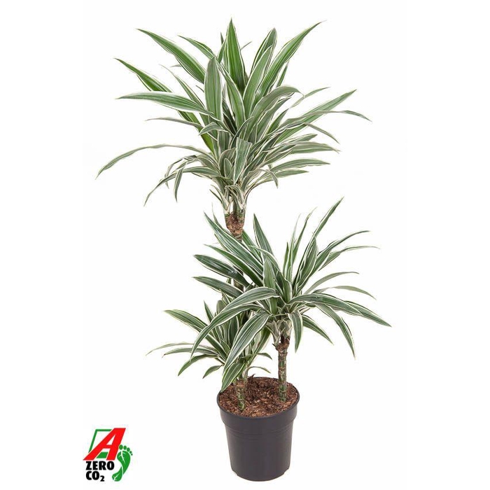 <h4>Dracaena White Stripe 60-30-15</h4>