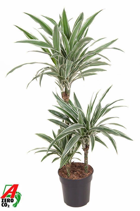 Dracaena White Stripe 60-30-15