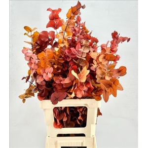 Euc. Cinerea Preserved Autumn