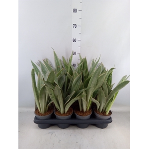 Sansevieria trifa.   ...