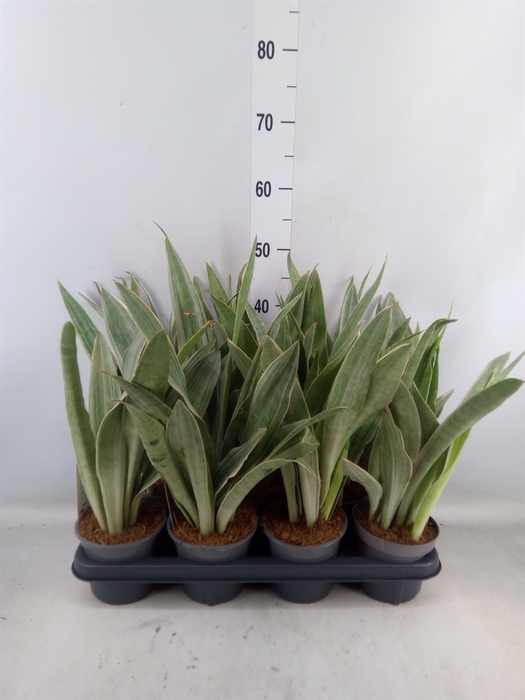 <h4>Sansevieria trifa.   ...</h4>