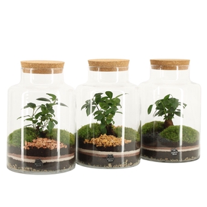 41544: Treasure time arrangement