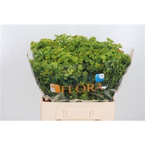 BUPLEURUM GRIFFITHII BUPLEURUM GRIF