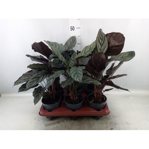 Calathea sanderiana