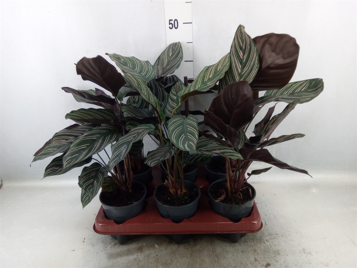 <h4>Calathea sanderiana</h4>