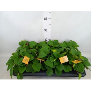 Peperomia albov. 'Rana Verde'