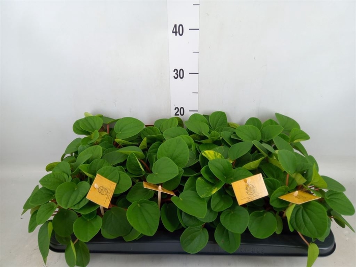 <h4>Peperomia albov. 'Rana Verde'</h4>