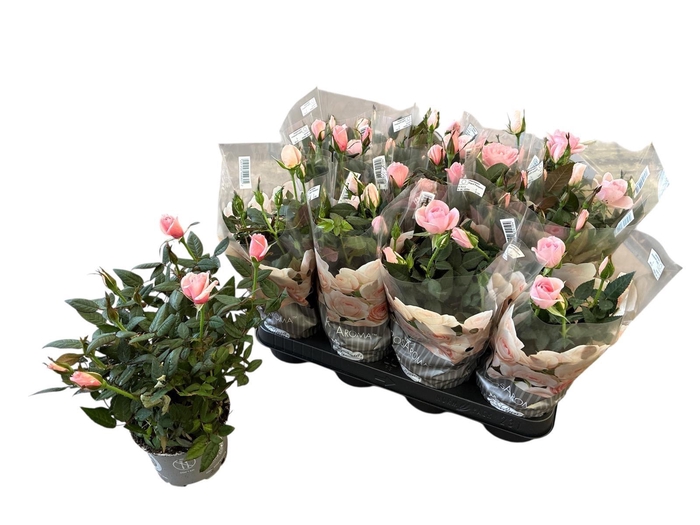 <h4>RO ROSAROMA GEM</h4>