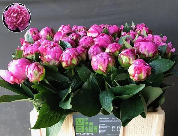 <h4>PAEO L ALEX FLEMING</h4>