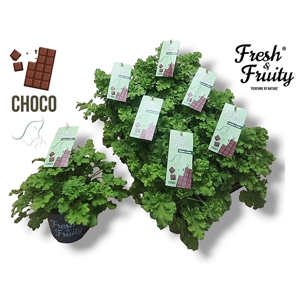 <h4>Pel. Fresh&Fruity® Choco Fresh</h4>