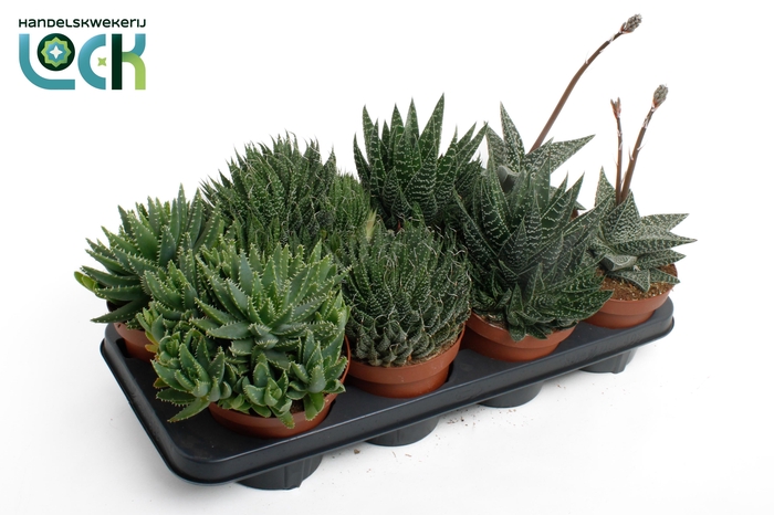 <h4>Succulenten mix</h4>
