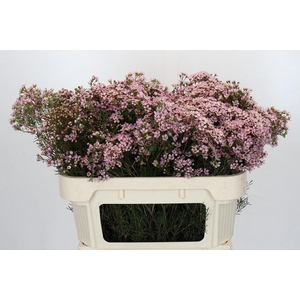 Chamelaucium Jupiter Solar