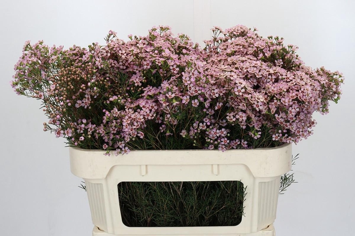 <h4>Chamelaucium Jupiter Solar</h4>