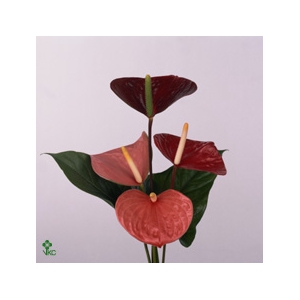 Anth A Love Mix 90 L4