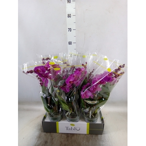 Phalaenopsis   ...lilac