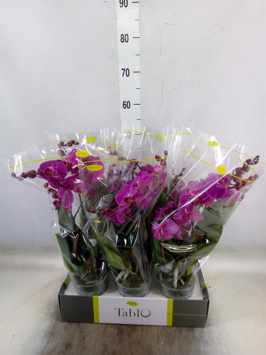<h4>Phalaenopsis   ...lilac</h4>