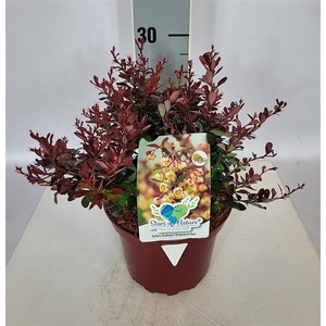 Berberis thunbergii 'Atropurpurea Nana' C2 15-20