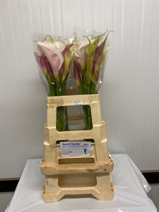 <h4>ZANT AETHIOPICA OV</h4>