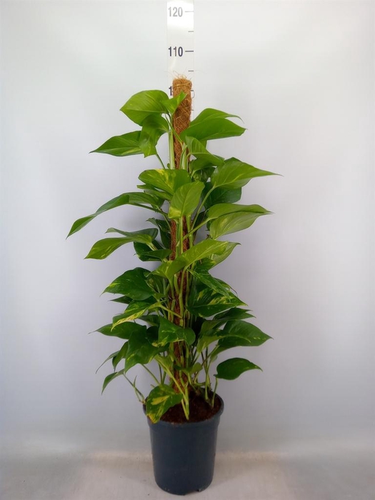 <h4>Epipremnum pinn.   ...moss stick</h4>