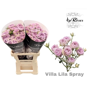 R TR VILLA LILA