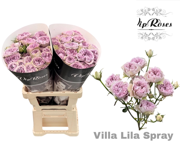<h4>R TR VILLA LILA</h4>