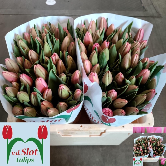 <h4>TU EN TRESOR</h4>