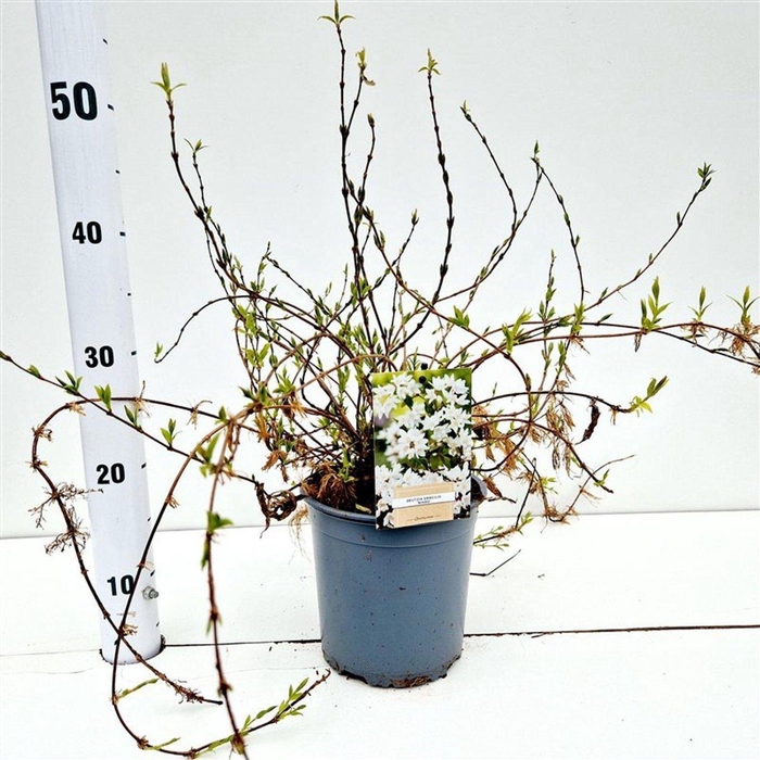 <h4>Deutzia crenata Nikko</h4>