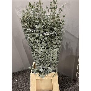 Euca Gunnii 300gr France