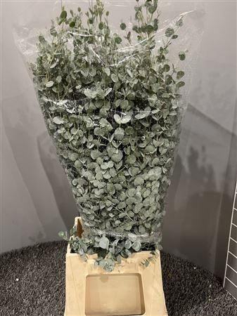 <h4>Euca Gunnii 300gr</h4>