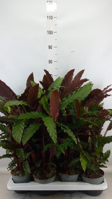 <h4>Calathea rufibarba</h4>