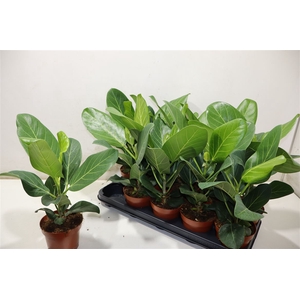 arr8 Ficus Beng Audrey