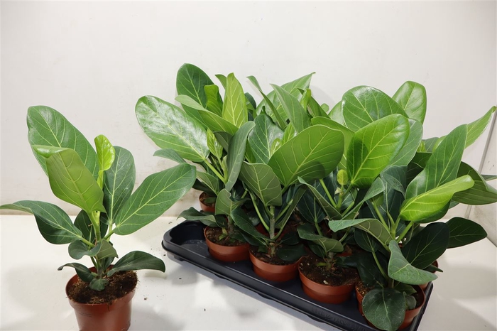 <h4>arr8 Ficus Beng Audrey</h4>