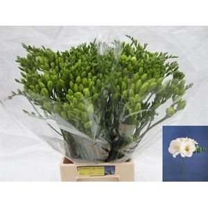 Freesia du Versailles