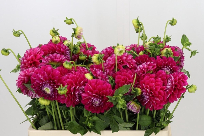 <h4>Dahlia Pitaya Baby</h4>