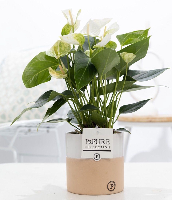<h4>Anthurium white (Elido) in P&PURE Rosy ceramics</h4>
