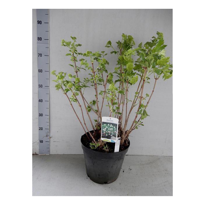 <h4>VIBU OP ROSEUM</h4>