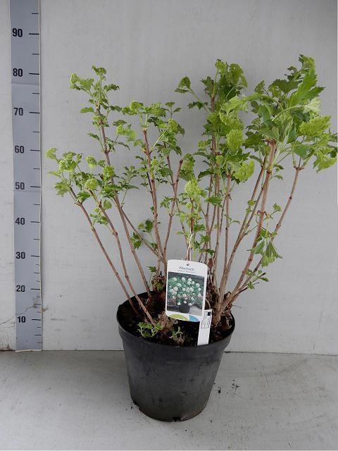 <h4>VIBU OP ROSEUM</h4>