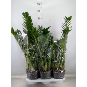 Zamioculcas zamiifolia